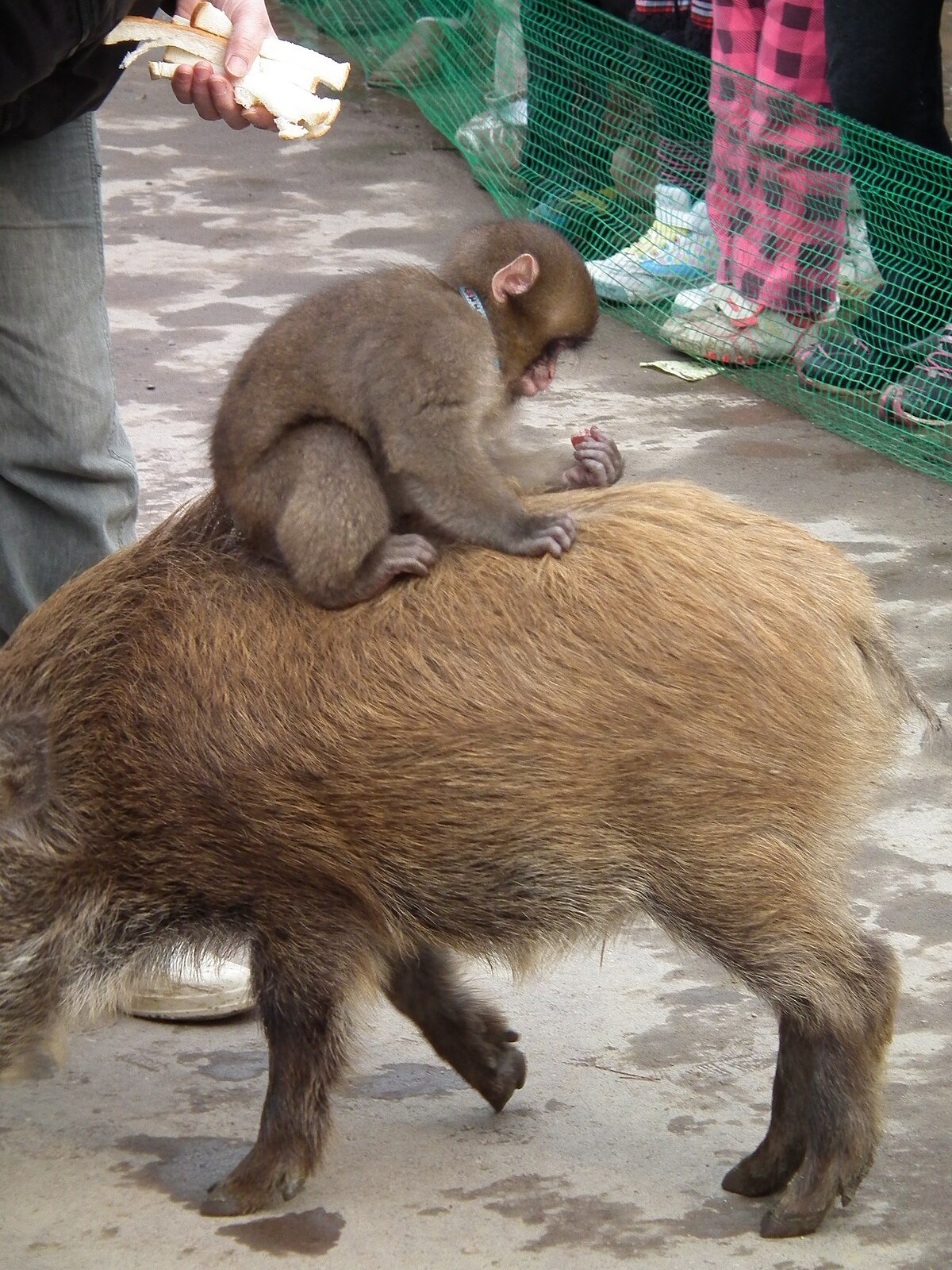 🦁 후쿠치야마시 동물원 (산단이케 라비하우스 동물원) 이미지 6
